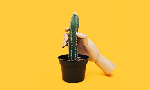 zdjęcie ręki obejmującej kaktus mający podtekst seksualny